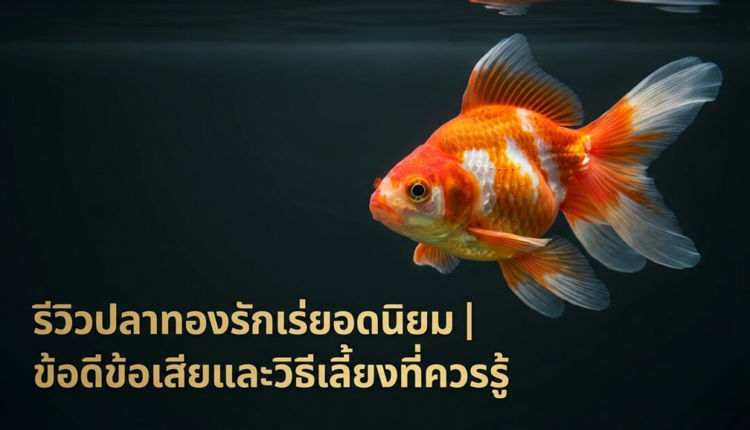 รีวิวสายพันธุ์ปลาทองรักเร่ยอดนิยมในไทย พร้อมข้อดีข้อเสียที่ควรรู้ก่อนเลี้ยง